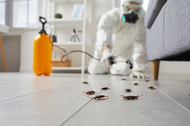 Commercial Rodent Management in Westbury